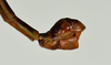 CollectionObject 1560956; USNM(SF IMPORT DUPLICATE) 7347, 4694a9f3-df5d-4c96-bbbc-33bf272a8dd3: copyright USNM, Washington. male Stratocles multilineatus: end of abdomen, lateral view (holotype). (CollectionObject).