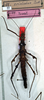 CollectionObject 1557776; db09e5e6-a031-42c2-8b75-5c488b61d0ea: copyright NMW. female (syntype). (CollectionObject).;CollectionObject 1557777; 022a4bd5-75b3-4878-9016-fc44d8d98d1b: copyright NMW. female (syntype). (CollectionObject).