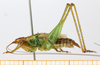 male, lateral view (holotype). Depicts CollectionObject 1597578; ff446974-7592-4166-a54a-bfc676f45daa, MLP-OR-3217, a CollectionObject.