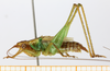 CollectionObject 1597578; ff446974-7592-4166-a54a-bfc676f45daa, MLP-OR-3217: male, lateral view (holotype). (CollectionObject).