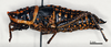 CollectionObject 1535545; 142b8a51-42e1-4a28-b32d-52c5758afb3c: female, lateral view (lectotype). (CollectionObject).