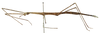 CollectionObject 1557920; NMW 399, dfa1cd39-21cc-4686-b77b-45cdce2c79b8: copyright NHMW, Vienna. female Gratidia bituberculata, lateral view (syntype). (CollectionObject).