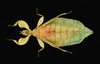 Walaphyllium zomproi (Grösser, 2001): copyright Montreal Insectarium. female, ventral view, New Guinea, Morobe, Aseki, ID by R. Cumming (not type). (Otu).