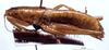 CollectionObject 1532834; NMW 3226151, 88accc8a-1a52-4e2f-b9f4-dd9e7913d37e: male, lateral view (holotype). (CollectionObject).