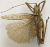 CollectionObject 1535941; 4d5fca26-d11c-49e7-b6d4-5b63416e58bb: male, dorsal view (syntype). (CollectionObject).