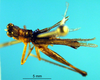 CollectionObject 1521395; fed78c2e-1964-49f5-b08c-913c7712c955: male, dorsal view (lectotype). (CollectionObject).