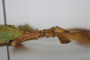 CollectionObject 1583635; adfb68e1-a3d2-4bd5-a22b-65a6b60a0b9f: copyright Royce Cumming. male: head & thorax, lateral view (paratype). (CollectionObject).;CollectionObject 1583636; 3aa186be-28ab-41ca-9be7-d2e15d021f2a: copyright Royce Cumming. male: head & thorax, lateral view (paratype). (CollectionObject).;CollectionObject 1583637; bec51a31-3de1-4206-aa78-0e9c91b9a281: copyright Royce Cumming. male: head & thorax, lateral view (paratype). (CollectionObject).