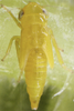 Nymph: !! display not done !! on Forcipata citrinella (Zetterstedt, 1828): Nymph (N5). (Observation).