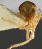 Head on Diacra convexa Emeljanov, 1961: holotype. (Observation).