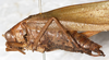 CollectionObject 1532182; NMW 11238, 1b7889fd-9eb3-47ef-b777-01ca479d409e: male, lateral view (holotype). (CollectionObject).