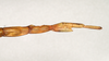 Lysicles hippolytus Stål, 1877: copyright Paul D. Brock. female of Lysicles hippolytus [non type]. (Otu).