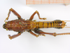 CollectionObject 1588578; a9fc1092-c326-4de0-a4f8-dffc26c18fc9: male, dorsal view. (CollectionObject).