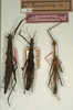 CollectionObject 1561825; 066dfbab-b5f1-458a-b086-2e468b1614d1: copyright NMW, Vienna. female and male of the synonym Libethra rabdotula (syntypes). (CollectionObject).;CollectionObject 1561826; d4e13d05-9af8-4098-bf98-a6c677e3d510: copyright NMW, Vienna. female and male of the synonym Libethra rabdotula (syntypes). (CollectionObject).