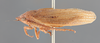 Habitus, lateral view: !! display not done !! on Prairiana fraterna (Spångberg, 1878): (Observation).