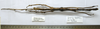 CollectionObject 1562677; a14cab9c-1ca7-4f80-8e2c-ff1d07fbb53f: copyright FRIM. female of Pharncia chiniensis (paratype). (CollectionObject).