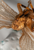 CollectionObject 1585402; d74bb343-6f92-4fac-84d1-8b8cbe4a9694: male, posterior view (syntype). (CollectionObject).