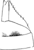 Subgenital plate, ventral view on Diacra gazellaecornis Dlabola, 1984: Subgenital plate. (Observation).