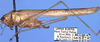 CollectionObject 1516970; f545eec6-187d-4089-a3eb-1e174c13235f: male (holotype). (CollectionObject).