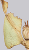 CollectionObject 1591407; 5e1b48b6-a134-4cbc-81c7-04a5016d50fe: copyright ISAS Yunan. female fore femur, dorsal view (holotype). (CollectionObject).