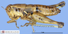 CollectionObject 1514667; MLP4141', d9e15fa4-58fc-457d-b773-d975302e5058: female, lateral view (paratype). (CollectionObject).