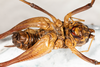 CollectionObject 1531304; 2ddf6dcd-6a1c-47b1-858d-3140fa7c5a1c: male, ventral view (syntype). (CollectionObject).