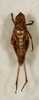 CollectionObject 1588509; f8176bfe-aba6-49a5-abea-cdc4fdff38d9: female, ventral view (paratype). (CollectionObject).