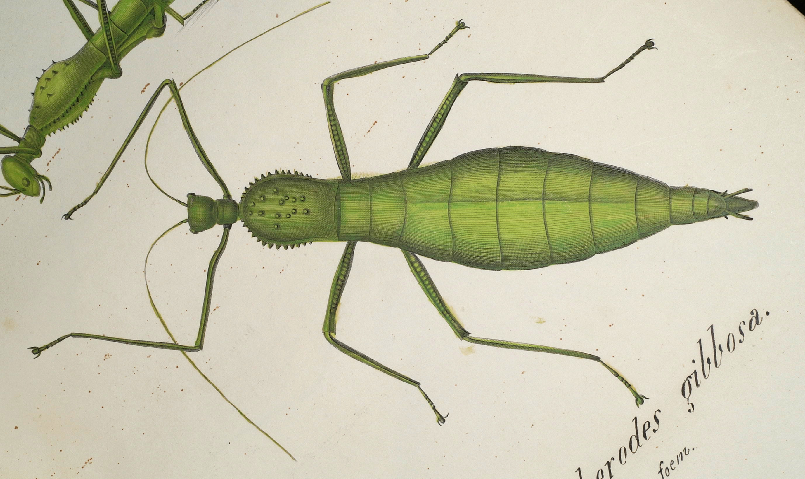 from Charpentier 1845. female of Cranidium gibbosum [TYPE SPECIES]. Depicts Cranidium Westwood, 1843, an Otu.