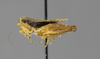 CollectionObject 1590307; 87486795-ffed-441f-9dc2-3dc17784ea85: male, lateral view (allotype). (CollectionObject).