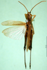 CollectionObject 1501437; 7943eb4b-acb2-4262-be36-896286e7d6e1, DORSA BA000630S01: male, dorsal view (holotype). (CollectionObject).