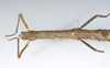 CollectionObject 1591896; acb19454-91fe-4db1-8508-ffc928ca2afd: copyright USNM, Washington. female head & thorax, dorsal view (paratype). (CollectionObject).;CollectionObject 1591897; d1971875-9839-4678-8b9d-2ea18fbdd7eb: copyright USNM, Washington. female head & thorax, dorsal view (paratype). (CollectionObject).