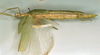 CollectionObject 1562293; 72ba0aa4-e1a9-48db-90c7-e73f2efa1e16: copyright NHRS, Stockholm. female, lateral view (holotype). (CollectionObject).