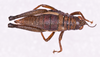 CollectionObject 1585722; e2313081-4024-4516-97b7-a35f4d57ca95: female, body in dorsal view (no a type). (CollectionObject).