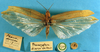 CollectionObject 1520512; 4ac4a824-8a15-4435-9aff-d4d94f269ff6: male, dorsal view (paratype). (CollectionObject).