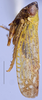 Habitus, lateral view: !! display not done !! on Scaphytopius nigricollis (Ball, 1916): Ohio State U. (Observation).