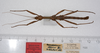 CollectionObject 1560143; 4529c27e-7b06-43f1-896c-6defc05801a9: copyright ZMUH, Hamburg. male (paralectotype). (CollectionObject).;CollectionObject 1560144; 6704a3d5-a829-49bb-adbc-5b783536858d: copyright ZMUH, Hamburg. male (paralectotype). (CollectionObject).