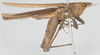 CollectionObject 1576827; 5663a596-0415-46b5-a2c1-6194da90a96d: female, lateral view (syntype). (CollectionObject).