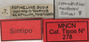CollectionObject 1536016; fe2c7e06-380c-4088-ad23-bca0381552bf: labels (syntype). (CollectionObject).