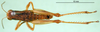 CollectionObject 1501280; 2f2275cc-c71f-4ece-b3a9-94c532b36489: male, dorsal view (syntype). (CollectionObject).