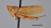Habitus, lateral view: !! display not done !! on Bonaspeia straminea Linnavuori, 1961: (Observation).