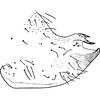 Pygofer, lateral view on Ciudadrea Dworakowska, 1970: Pygofer (C. punctigera Horv.). (Observation).