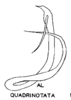 Aedeagus, lateral view on Polana (Polana) quadrinotata (Spångberg, 1878): (Observation).