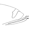 Pygofer, lateral view: Pygofer, lateral view. (Observation).