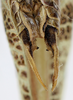 CollectionObject 1513178; 6270469a-0578-4f02-afbd-d9f960f35f2f, cbt063s02: 2011, focus stacking combination (CombineZ). male subgenital plate (left stylus missing) and cerci, ventral view (holotype). (CollectionObject).