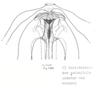Other on [Delphax] conspicua Horváth, 1904: (Observation).