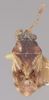 CollectionObject 1594755; bc395ee5-fa31-426a-a3b8-dd02c31fd03b: Bathydema socia HOLOTYPE (NMNH) - (CC BY-NC 3.0) - Photo by Pablo M. Dellapé with permission from the National Museum of Natural History (NMNH), Smithsonian Institution, Washington, D.C. (CollectionObject).