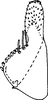 Subgenital plate, ventral view on Coganoa purpureatincta (Cogan, 1916): Subgenital plate (lectotype). (Observation).