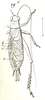 Diatrypa (Diatrypa) tolteca Saussure, 1874: Fig. 19. male, dorsal view. (Otu).