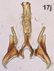 Aedeagus, ventral view on Bretega quinispiverpa Stiller, 2017: Aedeagus, dorsal view. (Observation).