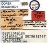 labels (lectotype). Depicts CollectionObject 1496401; 59b162aa-bea2-4df3-9cc0-101eaf1b5a05, a CollectionObject.