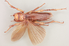 CollectionObject 1513075; 21ddcca8-0083-4c85-bebe-f9df9a064dd8, NHMUK012496761: femaale, dorsal view (holotype). (CollectionObject).